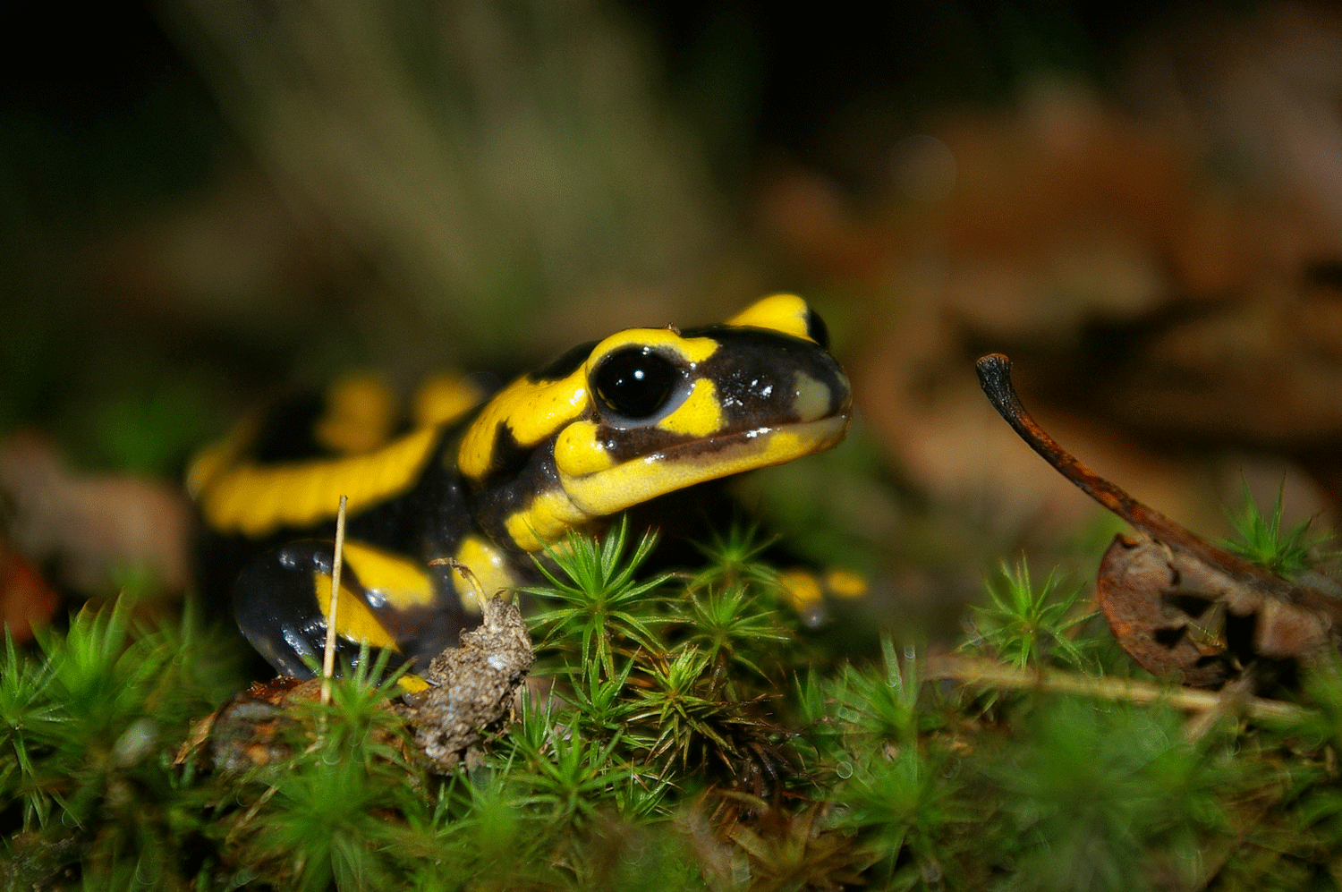 La salamandre tachetée 