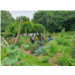 jardin potager
